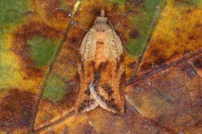 Light Brown Apple Moth (Epiphyas postvittana), adult. Ouston, 26-10-2015. Copyright Verna Atkinson.