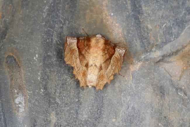 Lunar Thorn (Selenia lunularia), adult. Ouston, 17-06-2023. Copyright Verna Atkinson.