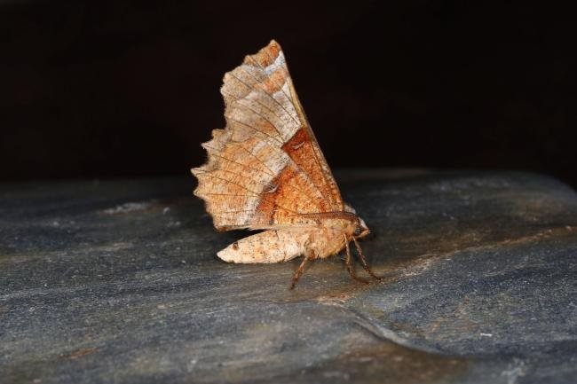 Lunar Thorn (Selenia lunularia), adult. Ouston, 17-06-2023. Copyright Verna Atkinson.