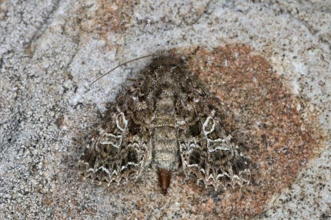 Lychnis (Hadena bicruris), adult. Ouston, 26-05-2022. Copyright Verna Atkinson.