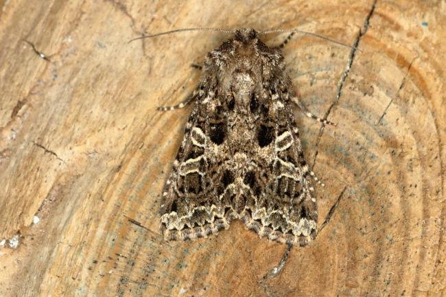 Lychnis (Hadena bicruris), adult. Ouston, 07-06-2020. Copyright Verna Atkinson.