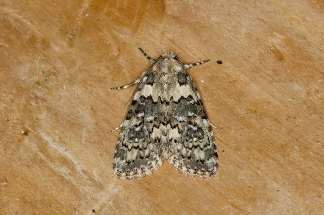 Marbled Beauty (Bryophila domestica), adult. Ouston, 28-06-2021. Copyright Verna Atkinson.