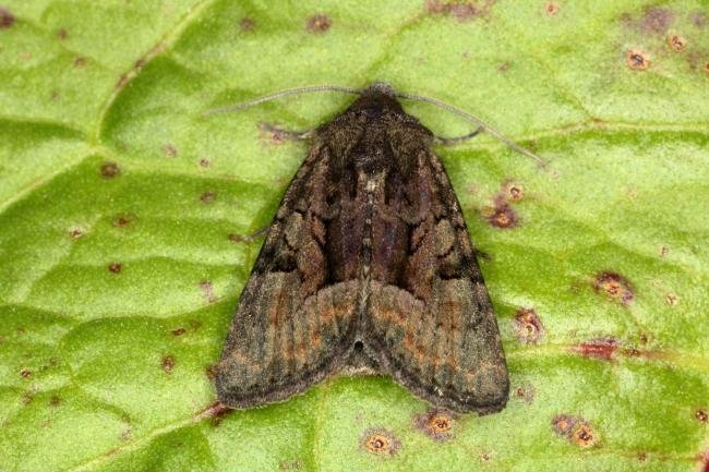 Marbled Minor agg. (Oligia strigilis agg.), adult. Ouston, 08-06-2016. Copyright Verna Atkinson.