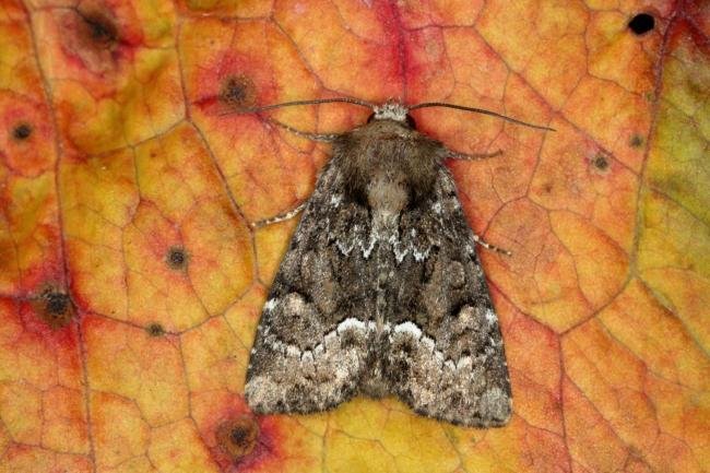 Marbled Minor agg. (Oligia strigilis agg.), adult. Ouston, 30-06-2019. Copyright Verna Atkinson.