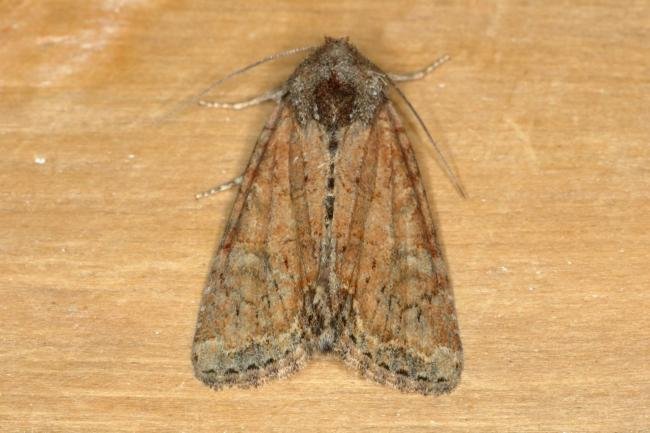 Marbled Minor agg. (Oligia strigilis agg.), adult. Ouston, 14-08-2019. Copyright Verna Atkinson.