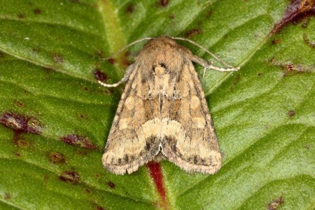 Marbled Minor agg. (Oligia strigilis agg.), adult. Ouston, 08-06-2016. Copyright Verna Atkinson.