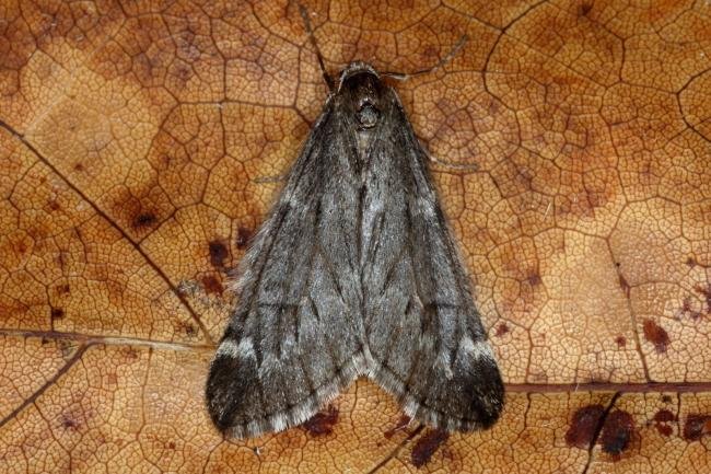 March Moth (Alsophila aescularia), adult. Ouston, 23-02-2016. Copyright Verna Atkinson.