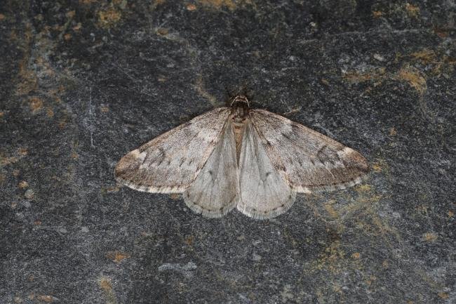 March Moth (Alsophila aescularia), adult. Ouston, 03-02-2024. Copyright Verna Atkinson.