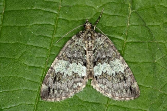 May Highflyer (Hydriomena impluviata), adult. Ouston, 22-05-2020. Copyright Verna Atkinson.