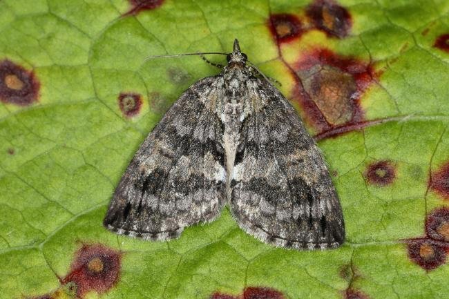 May Highflyer (Hydriomena impluviata), adult. Ouston, 25-05-2023. Copyright Verna Atkinson.