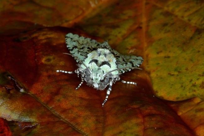 Merveille du Jour (Griposia aprilina), adult. Ouston, 27-10-2015. Copyright Verna Atkinson.