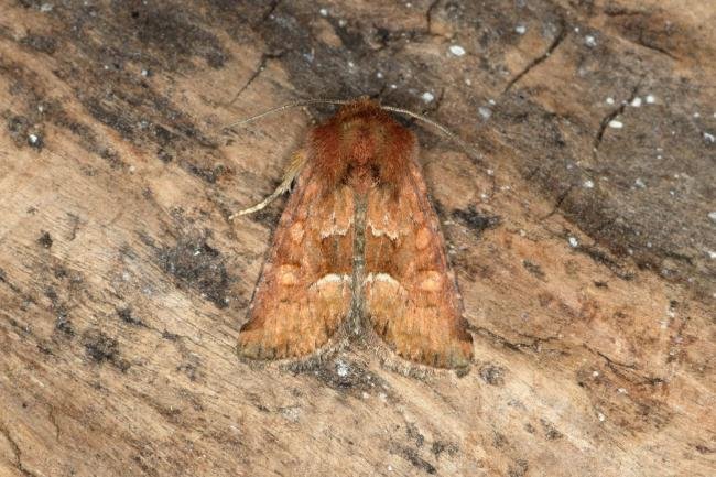 Middle-barred Minor (Oligia fasciuncula), adult. Ouston, 15-06-2020. Copyright Verna Atkinson.