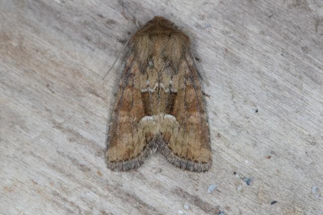 Middle-barred Minor (Oligia fasciuncula), adult. Ouston, 29-05-2017. Copyright Verna Atkinson.