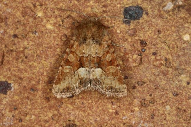 Middle-barred Minor (Oligia fasciuncula), adult. Ouston, 04-06-2022. Copyright Verna Atkinson.