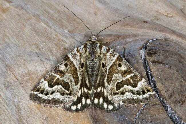 Mother Shipton (Callistege mi), adult. Ouston, 09-06-2021. Copyright Verna Atkinson.