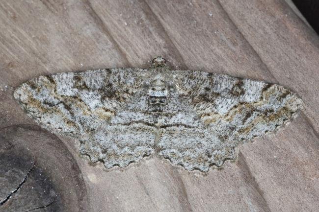 Mottled Beauty (Alcis repandata), adult. Ouston, 14-06-2017. Copyright Verna Atkinson.