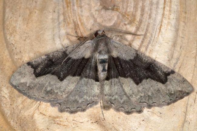 Mottled Beauty (Alcis repandata) f. conversaria, adult. Ouston, 29-06-2019. Copyright Verna Atkinson.