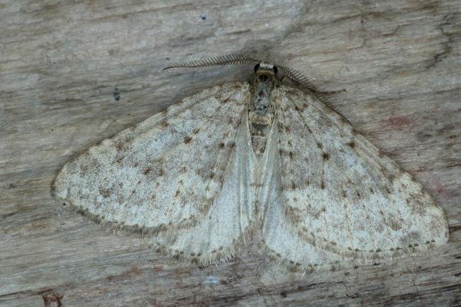 Mottled Grey (Colostygia multistrigaria), adult. Ouston, 20-03-2019. Copyright Verna Atkinson.