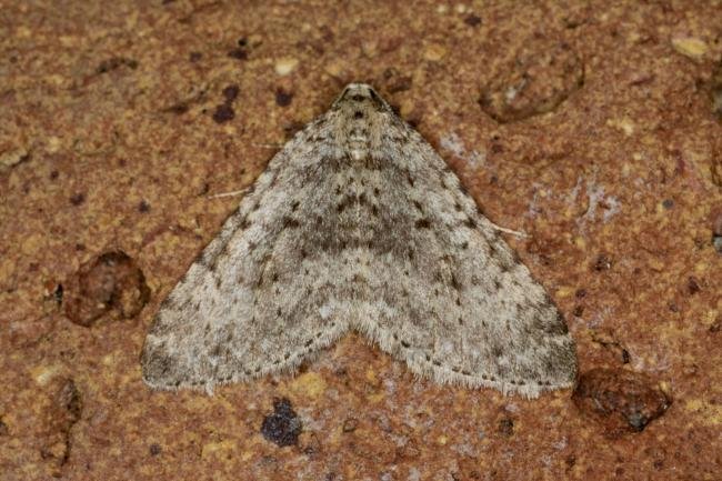 Mottled Grey (Colostygia multistrigaria), adult. Ouston, 24-03-2021. Copyright Verna Atkinson.