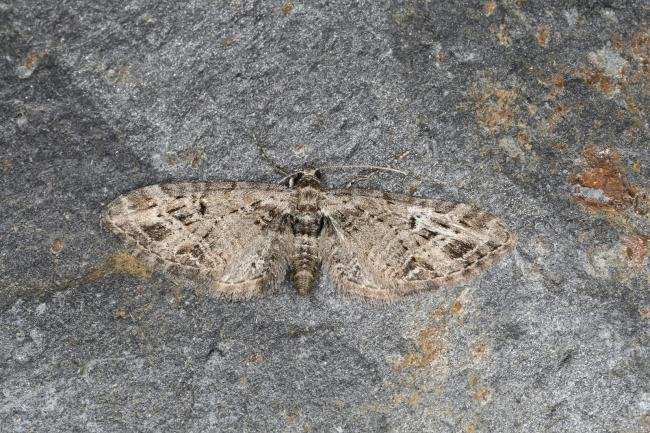 Mottled Pug (Eupithecia exiguata), adult. Ouston, 25-05-2023. Copyright Verna Atkinson.