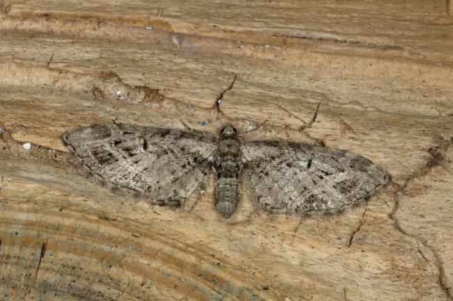 Mottled Pug (Eupithecia exiguata), adult. Ouston, 09-06-2020. Copyright Verna Atkinson.