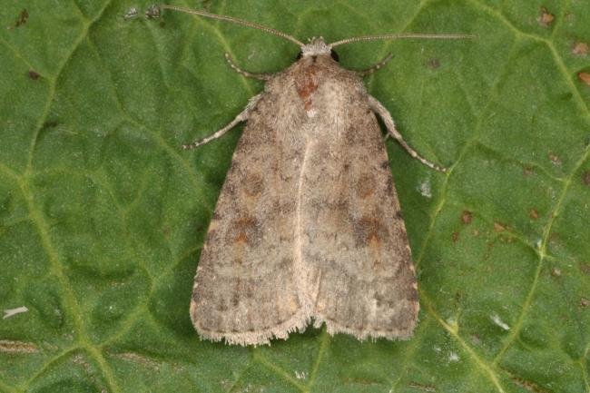 Mottled Rustic (Caradrina morpheus), adult. Ouston, 23-06-2016. Copyright Verna Atkinson.