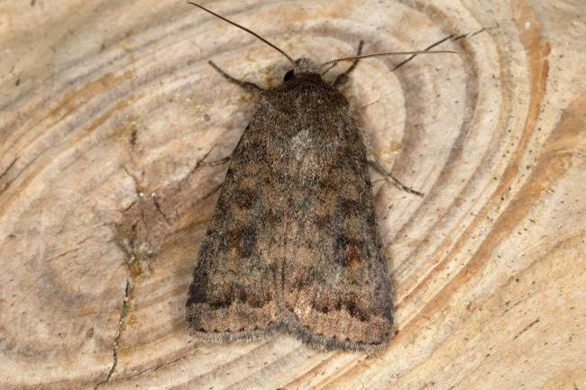 Mottled Rustic (Caradrina morpheus), adult. Ouston, 28-06-2019. Copyright Verna Atkinson.