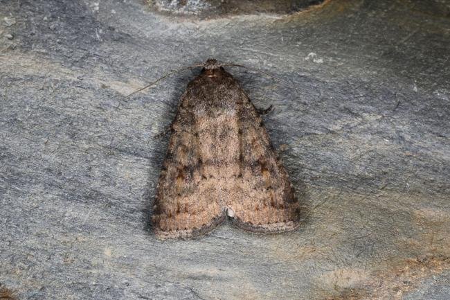 Mottled Rustic (Caradrina morpheus), adult. Ouston, 18-06-2023. Copyright Verna Atkinson.