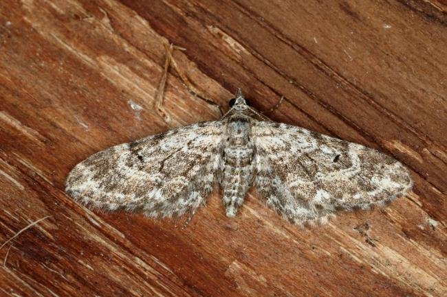 Narrow-winged Pug (Eupithecia nanata), adult. Ouston, 01-06-2019. Copyright Verna Atkinson.