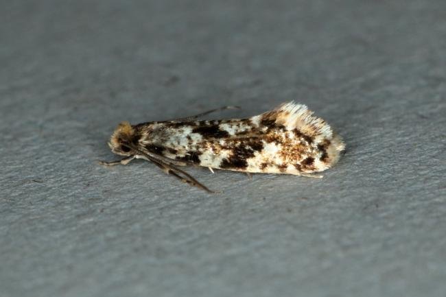 Cork Moth (Nemapogon cloacella), adult. Ouston, 02-07-2019. Copyright Verna Atkinson.