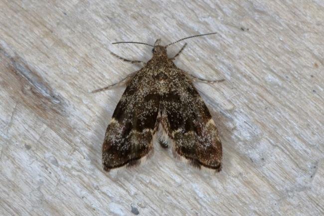 Anthophila fabriciana, adult. Ouston, 28-05-2016. Copyright Verna Atkinson.