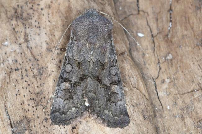 Northern Deep-brown Dart (Aporophyla lueneburgensis), adult. Ouston, 08-09-2016. Copyright Verna Atkinson.