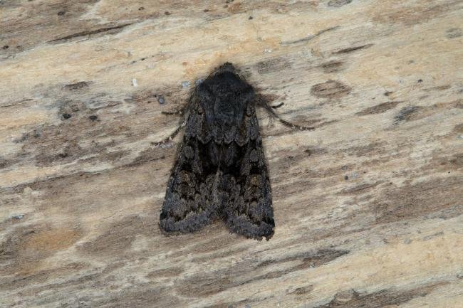 Northern Deep-brown Dart (Aporophyla lueneburgensis), adult. Ouston, 30-08-2018. Copyright Verna Atkinson.