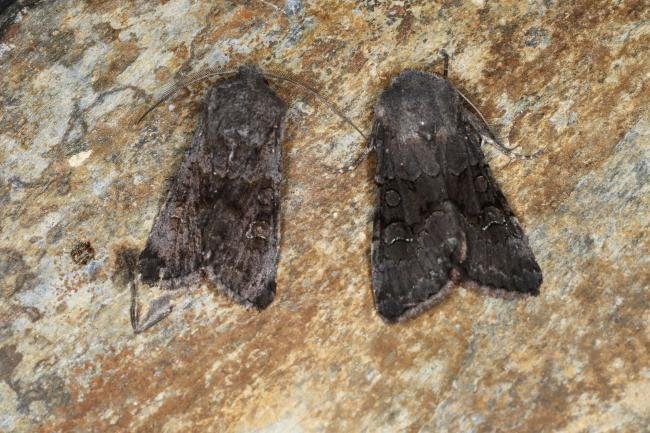 Northern Deep-brown Dart (Aporophyla lueneburgensis), adult. Ouston, 11-09-2023. Copyright Verna Atkinson.