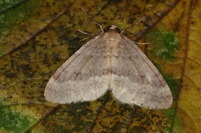 Northern Winter Moth (Operophtera fagata), adult. Ouston, 06-11-2022. Copyright Verna Atkinson.