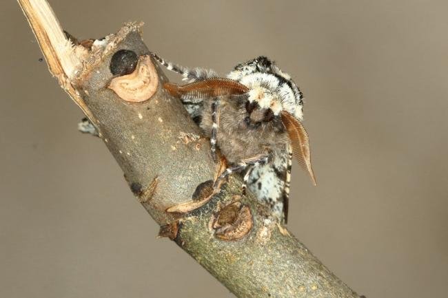 Oak Beauty (Biston strataria), adult. Ouston, 09-03-2020. Copyright Verna Atkinson.