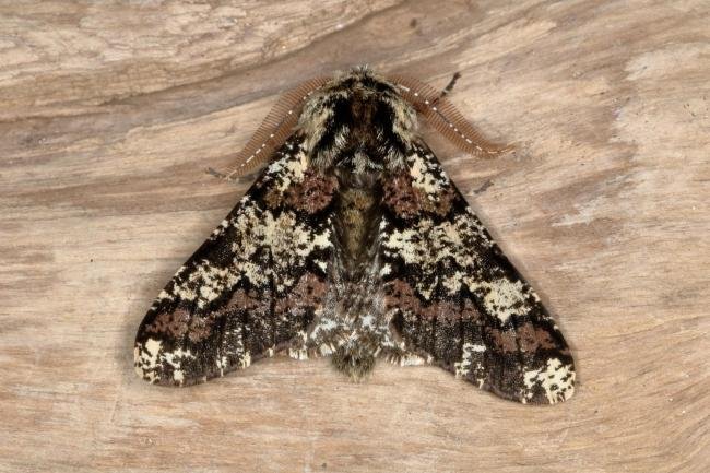 Oak Beauty (Biston strataria), adult. Ouston, 12-03-2016. Copyright Verna Atkinson.