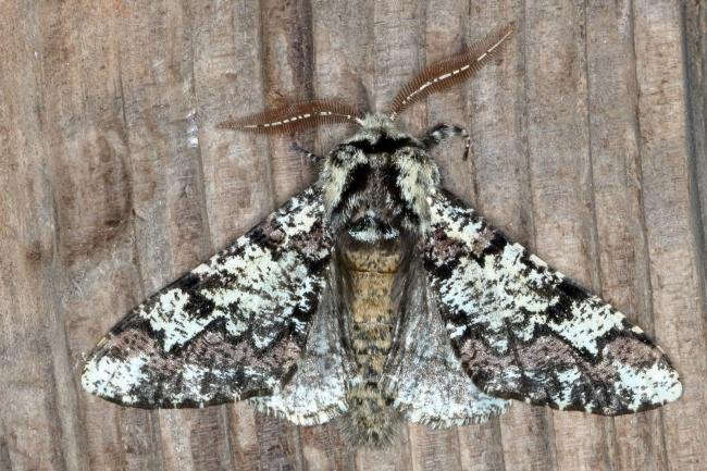 Oak Beauty (Biston strataria), adult. Ouston, 24-03-2018. Copyright Verna Atkinson.