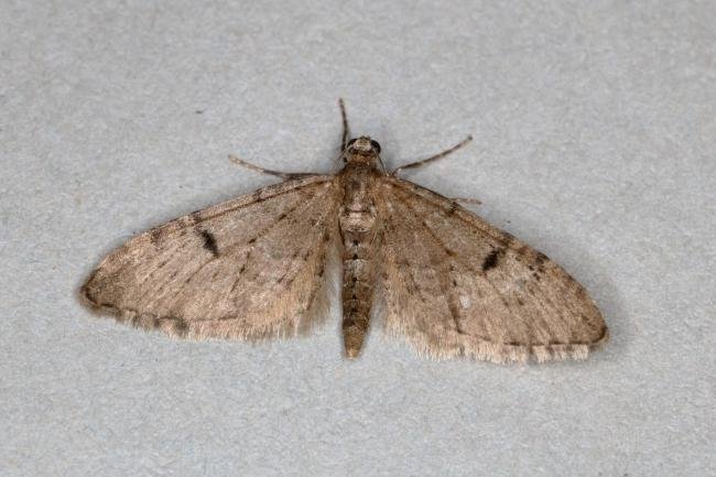 Ochreous Pug (Eupithecia indigata), adult. Ouston, 21-05-2020. Copyright Verna Atkinson.