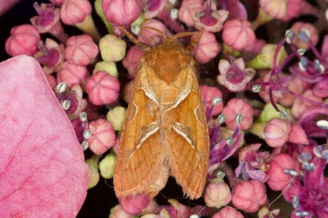 Orange Swift (Triodia sylvina), adult. Ouston, 07-08-2021. Copyright Verna Atkinson.