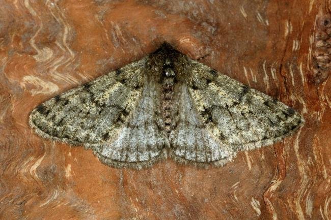 Pale Brindled Beauty (Phigalia pilosaria), adult. Ouston, 21-01-2020. Copyright Verna Atkinson.