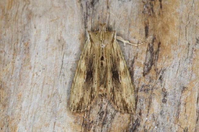 Pale Pinion (Lithophane socia), adult. Ouston, 27-03-2022. Copyright Verna Atkinson.