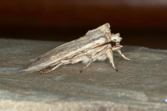 Pale Pinion (Lithophane socia), adult. Ouston, 06-04-2017. Copyright Verna Atkinson.