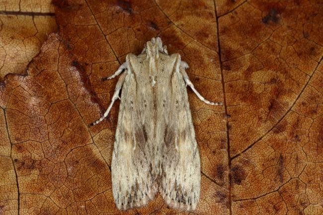 Pale Pinion (Lithophane socia), adult. Ouston, 03-04-2016. Copyright Verna Atkinson.