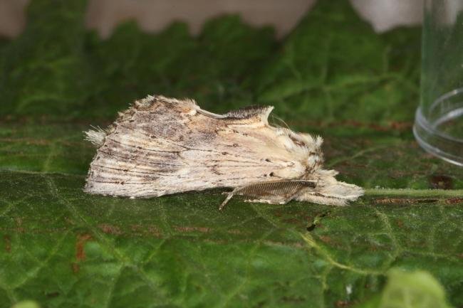 Pale Prominent (Pterostoma palpina), adult. Ouston, 23-06-2016. Copyright Verna Atkinson.