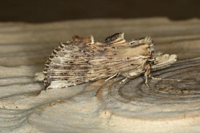 Pale Prominent (Pterostoma palpina), adult. Ouston, 15-05-2019. Copyright Verna Atkinson.