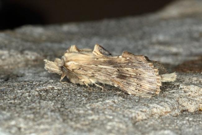 Pale Prominent (Pterostoma palpina), adult. Ouston, 19-05-2020. Copyright Verna Atkinson.