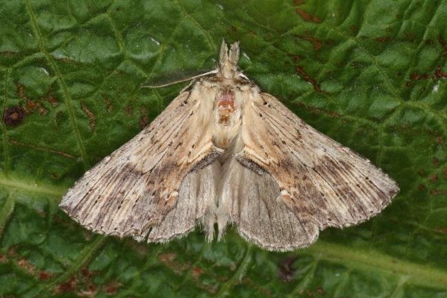 Pale Prominent (Pterostoma palpina), adult. Ouston, 23-06-2016. Copyright Verna Atkinson.