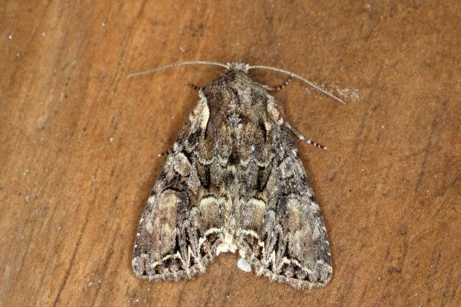 Pale-shouldered Brocade (Lacanobia thalassina), adult. Ouston, 18-06-2020. Copyright Verna Atkinson.