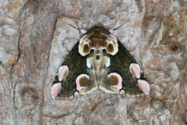 Peach Blossom (Thyatira batis), adult. Ouston, 22-06-2022. Copyright Verna Atkinson.